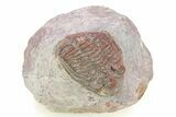 Red Hollardops Trilobite - Zerig, Morocco #283914-3